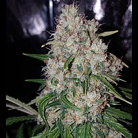 Auto Pakistan Feminized (Canadian Seeds)