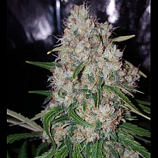 Auto Pakistan Feminized (Canadian Seeds)