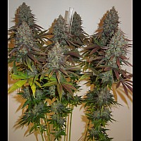 Auto Tutankhamon Feminized (Canadian Seeds)