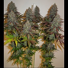 Auto Tutankhamon Feminized (Canadian Seeds)