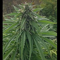 Black Widow Feminized (Canadian Seeds)