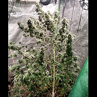Auto Afghan Original Feminized (Canadian Seeds)