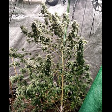 Auto Afghan Original Feminized (Canadian Seeds)