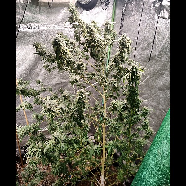 Сорт конопли Auto Afghan Original Feminized (Canadian Seeds) Сорт конопли Auto Afghan Original Feminized (Canadian Seeds)