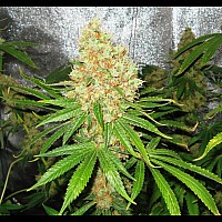 Auto Animal Cookies Feminized (Canadian Seeds)