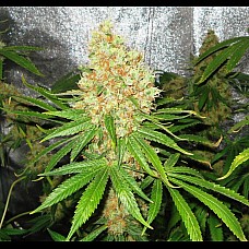 Auto Animal Cookies Feminized (Canadian Seeds)
