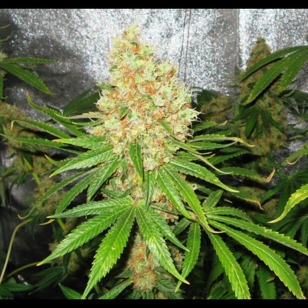 Сорт конопли Auto Animal Cookies Feminized (Canadian Seeds) Сорт конопли Auto Animal Cookies Feminized (Canadian Seeds)