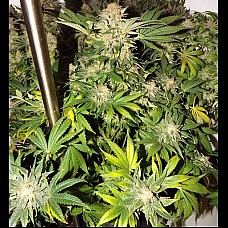Auto Bin Laden Feminized (Canadian Seeds)