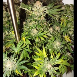 Auto Bin Laden Feminized (Canadian Seeds)