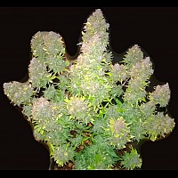 Auto Bruce Banner Feminized (Canadian Seeds)