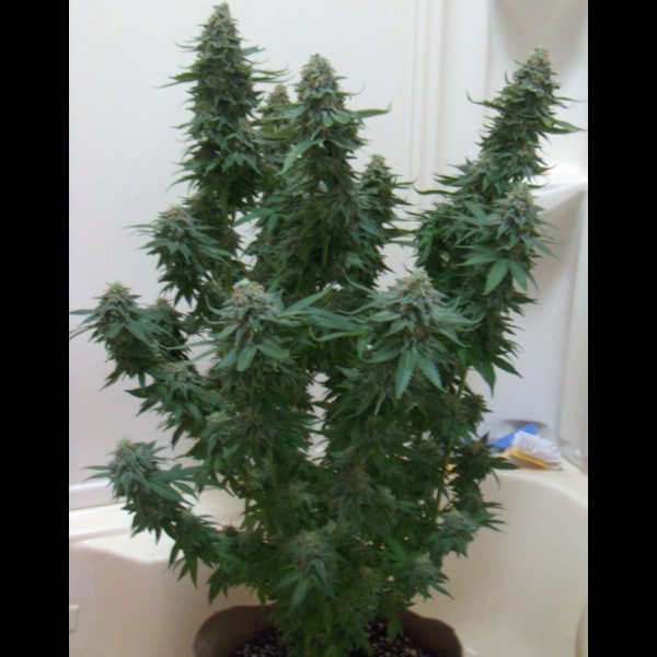 Сорт конопли Auto Candy Kush Feminized (Canadian Seeds) Сорт конопли Auto Candy Kush Feminized (Canadian Seeds)