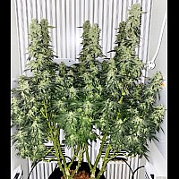 Auto Girl Scout Cookies Feminized (Canadian Seeds)