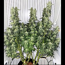 Auto Girl Scout Cookies Feminized (Canadian Seeds)