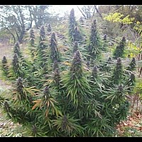 Auto Mescaline Feminized (Canadian Seeds) Auto Mescaline Feminized (Canadian Seeds)