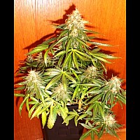 Auto Moonlight Express Feminized (Canadian Seeds)