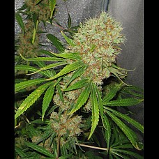 Auto OG Kush Feminized (Canadian Seeds)