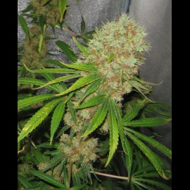 Auto OG Kush Feminized (Canadian Seeds)