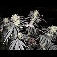 Auto White Widow Feminized (Canadian Seeds)