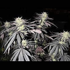 Auto White Widow Feminized (Canadian Seeds)