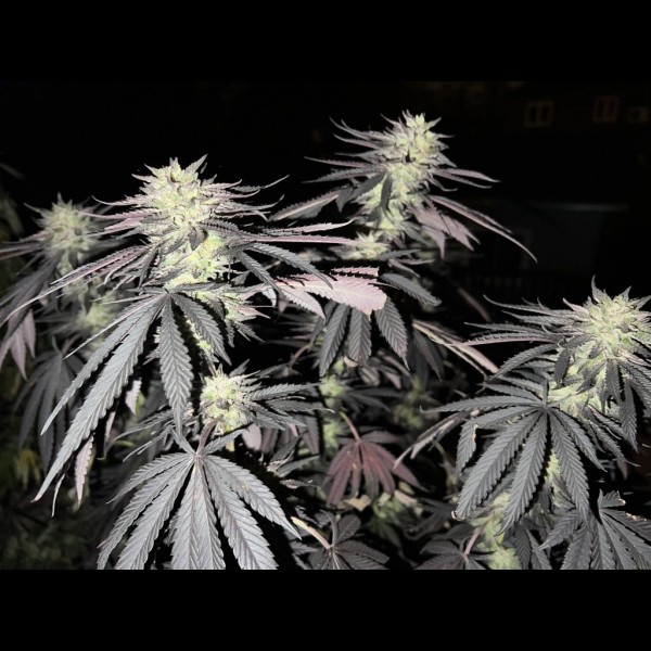 Сорт конопли Auto White Widow Feminized (Canadian Seeds) Сорт конопли Auto White Widow Feminized (Canadian Seeds)