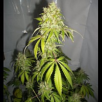 Auto Zkittlez Feminized (Canadian Seeds)