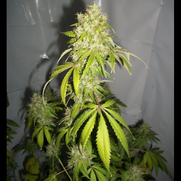 Сорт конопли Auto Zkittlez Feminized (Canadian Seeds) Сорт конопли Auto Zkittlez Feminized (Canadian Seeds)