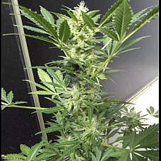 8 Ball Kush Feminised 8 Ball Kush Feminised