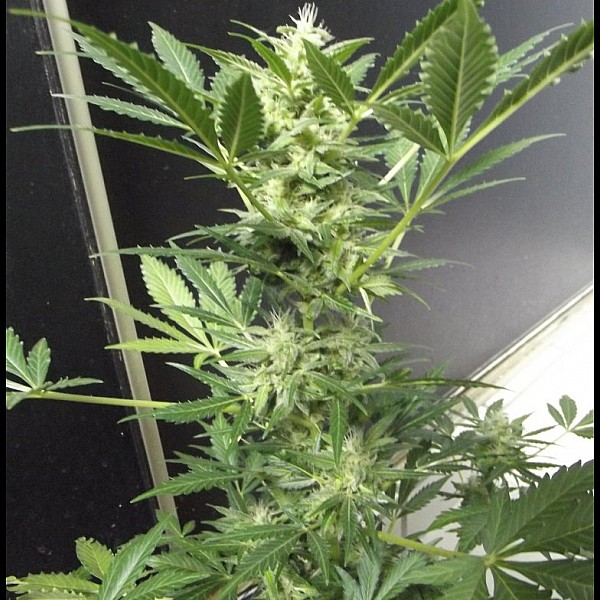 Сорт конопли 8 Ball Kush Feminised Сорт конопли 8 Ball Kush Feminised