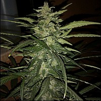 AK-47 Feminised AK-47 Feminised