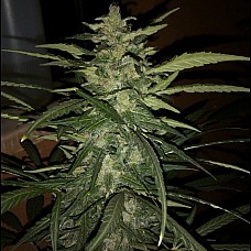 AK-47 Feminised AK-47 Feminised