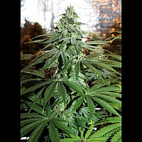 Amnesia Gold Feminised