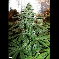 Amnesia Gold Feminised