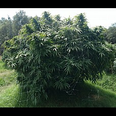 Bishkek Feminised Bishkek Feminised