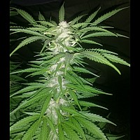 Colombian Gold Feminised