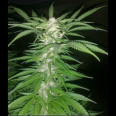 Colombian Gold Feminised Colombian Gold Feminised