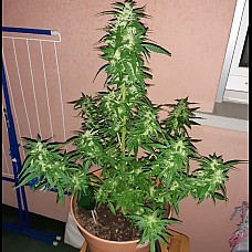 Cream 47 Feminised Cream 47 Feminised