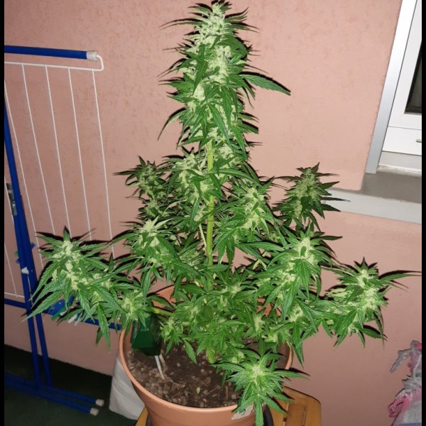 Сорт конопли Cream 47 Feminised Сорт конопли Cream 47 Feminised