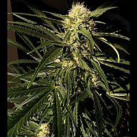 Hash Passion Feminised