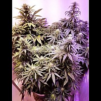 Mexican Airlines Feminised