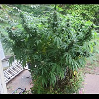 White Widow x Jack Herer Feminised