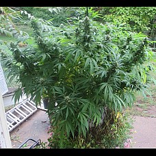 White Widow x Jack Herer Feminised White Widow x Jack Herer Feminised