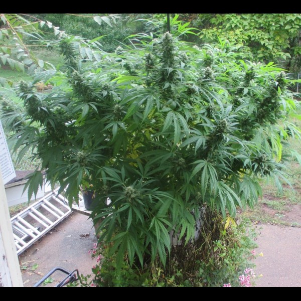 Сорт конопли White Widow x Jack Herer Feminised Сорт конопли White Widow x Jack Herer Feminised