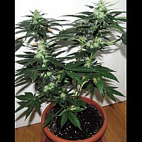 Afghan Original Feminised