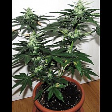 Afghan Original Feminised