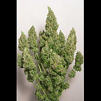 Gagarin Haze Feminised