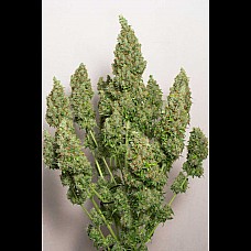 Gagarin Haze Feminised Gagarin Haze Feminised