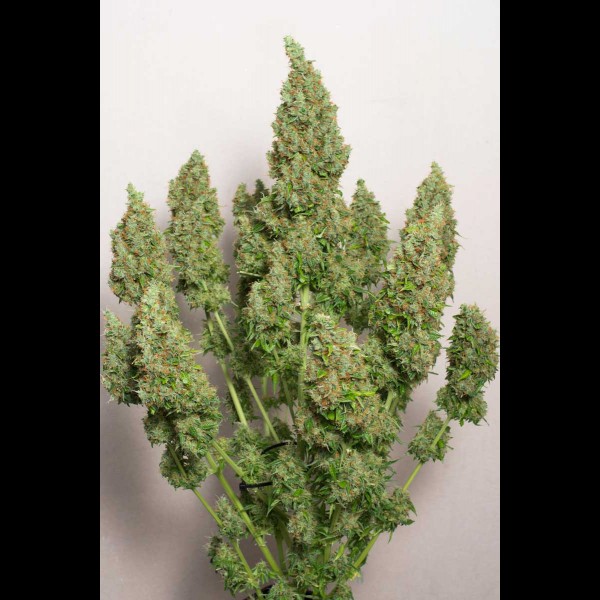 Сорт конопли Gagarin Haze Feminised Сорт конопли Gagarin Haze Feminised