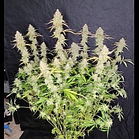 Opium Feminised Opium Feminised