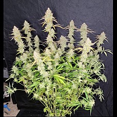 Opium Feminised Opium Feminised