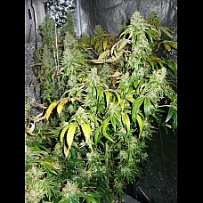 Pablo Escobar Feminised Pablo Escobar Feminised